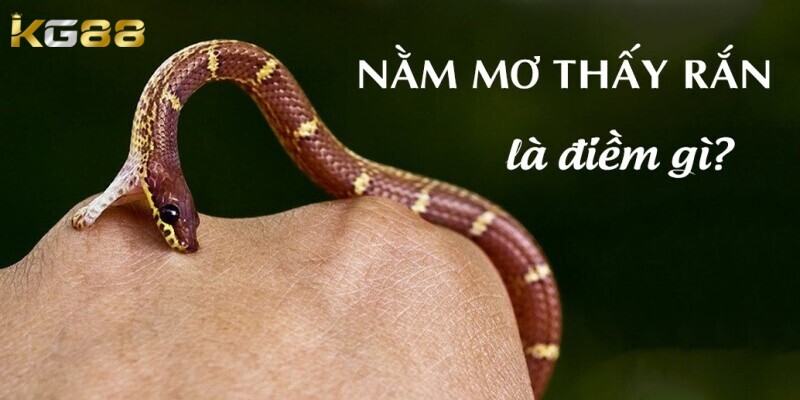 Tìm hiểu về ý nghĩa giấc chiêm bao mơ thấy rắn 